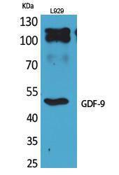 Anti-GDF 9 Rabbit Polyclonal Antibody