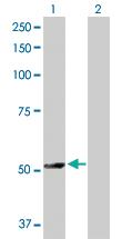 Anti-TRAF4 Rabbit Polyclonal Antibody