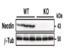 Anti-Necdin Antibody