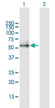 Anti-BMP2 Mouse Polyclonal Antibody