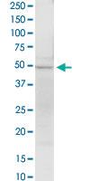 Anti-EEF1G Rabbit Polyclonal Antibody