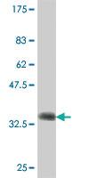 Anti-SLC13A3 Mouse Polyclonal Antibody