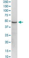 Anti-EEF1G Rabbit Polyclonal Antibody