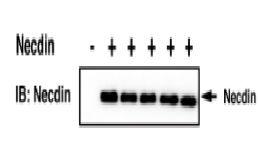 Anti-Necdin Antibody