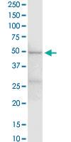 Anti-EEF1G Rabbit Polyclonal Antibody