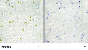 Anti-H3 Rabbit Polyclonal Antibody