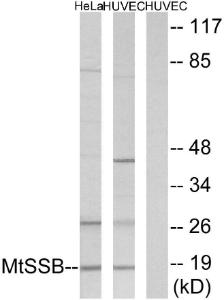 Western blot analysis of lysates from HUVEC and HeLa cells using Anti-MtSSB Antibody The right hand lane represents a negative control, where the antibody is blocked by the immunising peptide