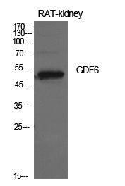 Western blot analysis of rat kidney cells using Anti-GDF6 Antibody