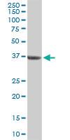 Anti-BMP2 Rabbit Polyclonal Antibody