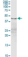 Anti-EEF1G Rabbit Polyclonal Antibody