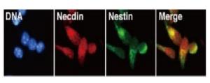 Anti-Necdin Antibody