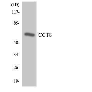 Western blot analysis of the lysates from HeLa cells using Anti-CCT8 Antibody