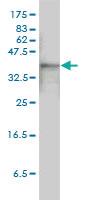 Anti-ACTB Mouse Monoclonal Antibody [clone: 3G4-F9]