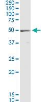 Anti-EEF1G Rabbit Polyclonal Antibody