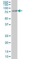 Anti-GMEB1 Mouse Monoclonal Antibody [clone: 2A8]