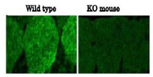 Anti-Necdin Antibody