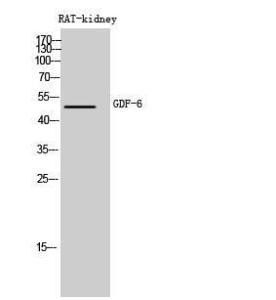 Western blot analysis of rat kidney cells using Anti-GDF6 Antibody