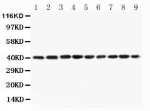 Anti-PON1 Rabbit Antibody