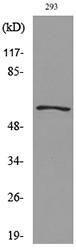 Antibody anti-GDF5 100 µg