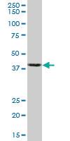 Anti-ACTB Mouse Monoclonal Antibody [clone: 3G4-F9]