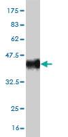 Anti-ATOH1 Mouse Monoclonal Antibody [clone: 2G8]