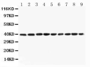 Anti-PON2 Rabbit Antibody