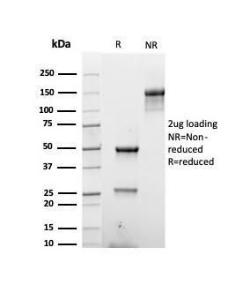 Antibody A254154-100 100 µg