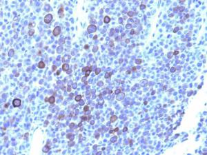 Antibody A251912-100 100 µg