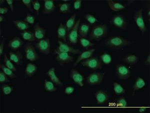 Anti-GMEB1 Mouse Monoclonal Antibody [clone: 2A8]