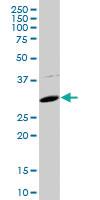 Anti-FBXO2 Mouse Polyclonal Antibody