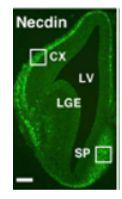 Anti-Necdin Antibody