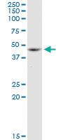 Anti-ACTB Mouse Monoclonal Antibody [clone: 3G4-F9]