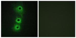 Antibody anti-CDH8 A95379-100 100 µg