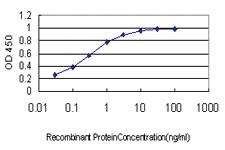 Anti-GMEB1 Mouse Monoclonal Antibody [clone: 2A8]