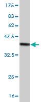 Anti-ATOH1 Mouse Monoclonal Antibody [clone: 2A12]