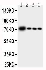 Anti-GCLC Rabbit Polyclonal Antibody