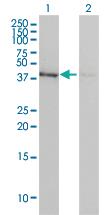 Anti-ACTB Mouse Monoclonal Antibody [clone: 3G4-F9]