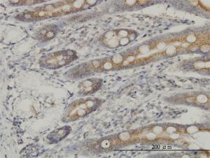 Anti-MAP3K4 Mouse Monoclonal Antibody [clone: 4F10]