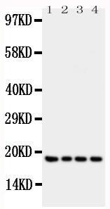 Anti-Interferon gamma Rabbit Polyclonal Antibody