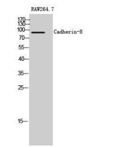 Antibody anti-CDH8 A95379-100 100 µg