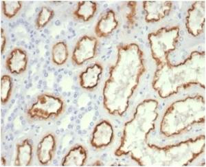 Immunohistochemical analysis of formalin-fixed, paraffin-embedded human kidney tissue using Anti-CDC20 Antibody [CDC20/7026R] at 2 µg/ml