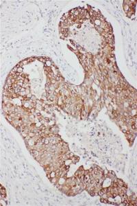 Anti-TNFAIP8L3 Rabbit Antibody