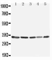 Anti-TNFAIP8L3 Rabbit Antibody