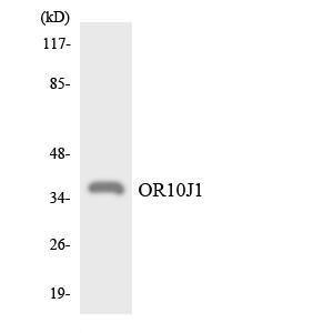 Western blot analysis of the lysates from RAW264.7 cells using Anti-OR10J1 Antibody