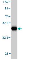 Anti-TCF12 Mouse Monoclonal Antibody [clone: 2E9]