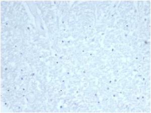 Negative Tissue Control: Immunohistochemical analysis of formalin-fixed, paraffin-embedded human brain using Anti-CDC20 Antibody [CDC20/7026R] at 2 µg/ml in PBS for 30 minutes at room temperature