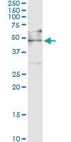 Anti-EEF1G Mouse Monoclonal Antibody [clone: S1]