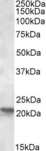 Approx 21kDa band observed in Human Brain (Cerebellum) lysates (calculated MW of 19.3kDa according to NP_002687.1). Recommended concentration: 1-3 µg/ml