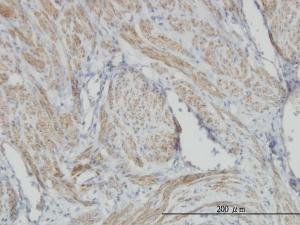 Anti-ACTB Mouse Monoclonal Antibody [clone: 3G4-F9]