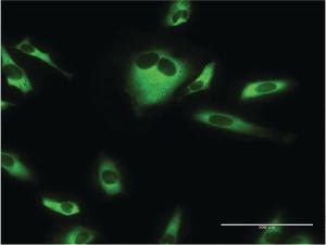 Anti-EEF1G Mouse Monoclonal Antibody [clone: S1]